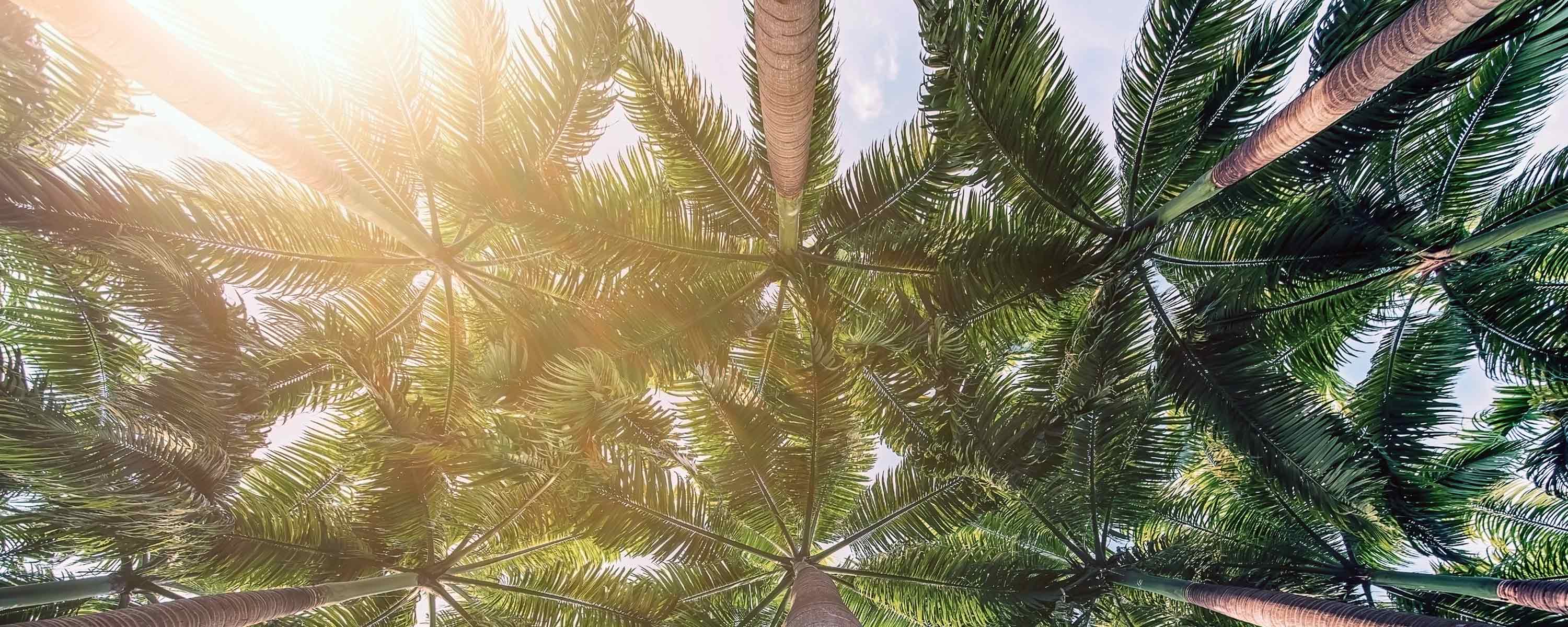 Looking up into palm trees